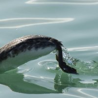 Мастер :: Дмитрий Вдовин