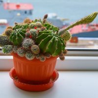Кактус на подоконнике. :: Александр Коряковцев