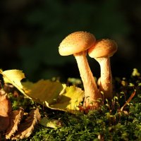 Опята :: Татьяна Беляева