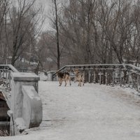 Сладкая парочка :: toto44 *