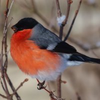 Снегирь :: Денис Матвеев