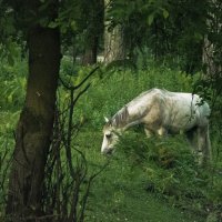 Алтай :: Александр Тихонов