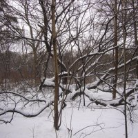 царь леса :: Светлана 