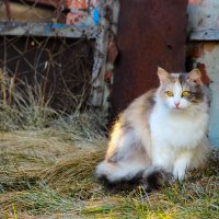 Прочее :: Яна Измайлова Прочее :: Яна Измайлова