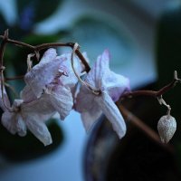 Утонченность исчезновения жизни :: Людмила 