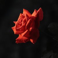 Просто роза :: Николай Бабухин