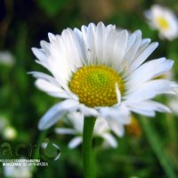 MACROсъёмка объектов Флоры и Фауны МАКСИМа Пшеничникова :: МАК©ИМ Александрович