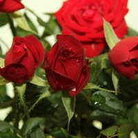 мини розы :: Алена Дегтярёва