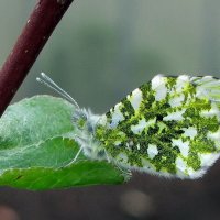 Незнакомка в шубке :: Марина Морозова Незнакомка в шубке :: Марина Морозова