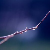 Весенний вздох :: Berik Весенний вздох :: Berik