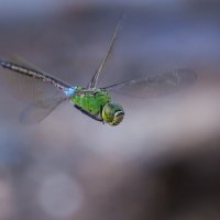 В полете :: Евгений Слободской