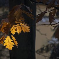 Свет и тень золотой осени :: Евгений Лимонтов