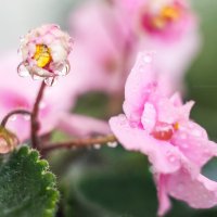 Нежность :: Екатерина Рачинская Нежность :: Екатерина Рачинская
