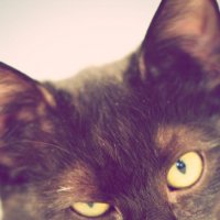 кот :: Lena кот :: Lena
