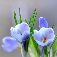 У весны голубые глаза :: Ольга Винницкая (Olenka)