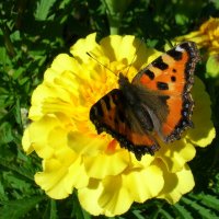 Butterfly :: Vladimir Perix