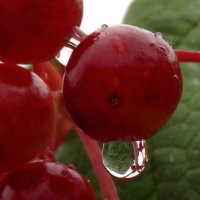 Капля :: Ирина Капля :: Ирина