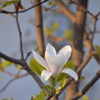 Magnolia :: Виктория Magnolia :: Виктория