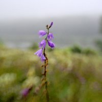 Одинокий цветок :: Елена Бурёнова Одинокий цветок :: Елена Бурёнова