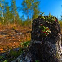 *** :: Дмитрий Лупандин
