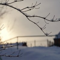 веточка с инеем :: Ирина Милонова веточка с инеем :: Ирина Милонова
