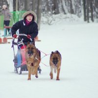 хоть не лайки,но покатать могут :: Ирина Милонова