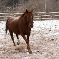 Снежка :: Сергей Горохов