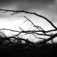 ... :: Светлана Радченкова