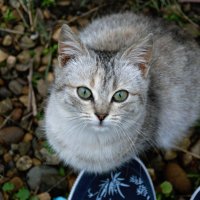 Нафаня :: Валерия 