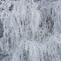 зимнее кружево :: sveta 