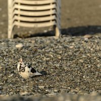 Гуру маскировки :: Yuri Silin