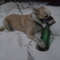 дегустатор :: Ольга Алешко