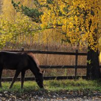 Последняя травка. :: Владимир Добровольский
