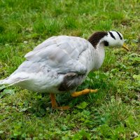 ... :: Жанна Кондрациковская