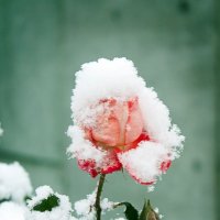 первый снег :: Николай Огуля первый снег :: Николай Огуля