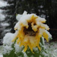 стойкость :: Елена Антропова 