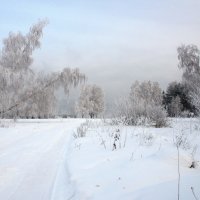 Нарядные берёзки встречают Новый год... :: Александр Попов