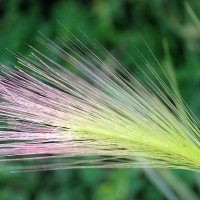 Опять лето ! :: Ниями 