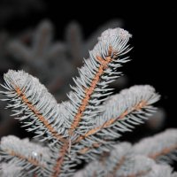 ... :: Любовь Перевозникова