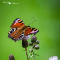 бабочка :: Nataliya Markova
