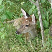 Олень :: Василий Панкрушов