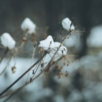 ... :: Anastasia Grosova 