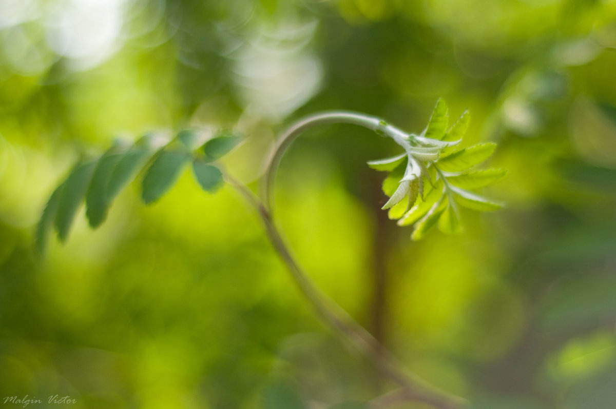 Весенняя рябина - Виктор Мальгин