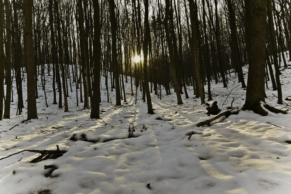 В лесу - Татьяна 