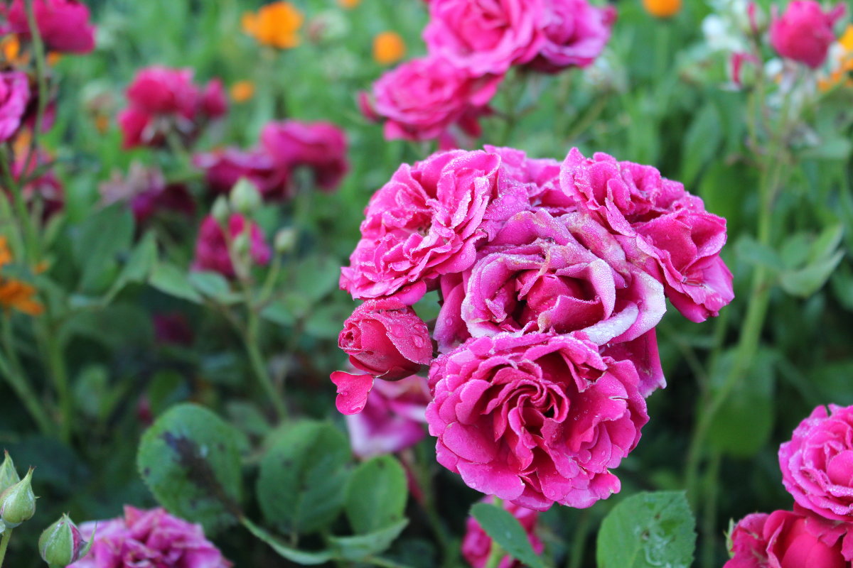 розы в утренней росе... - Ирина розы в утренней росе... - Ирина