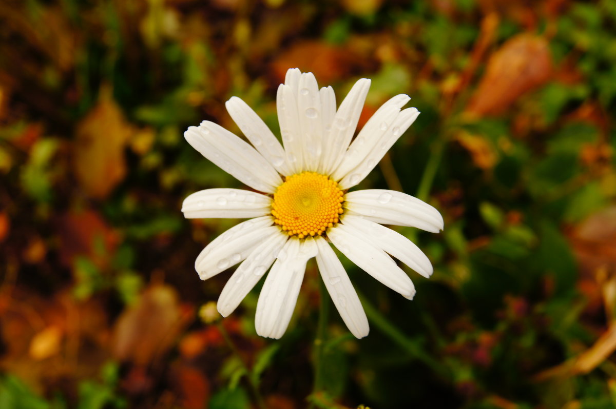 Ромашка - Ирина 