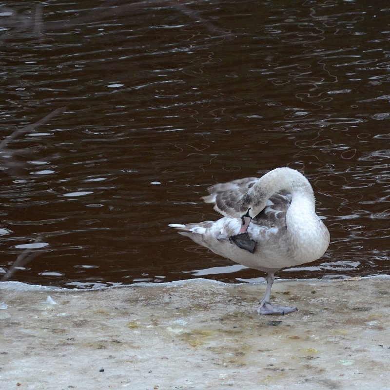 Па-де-де - Клавдия Синицина