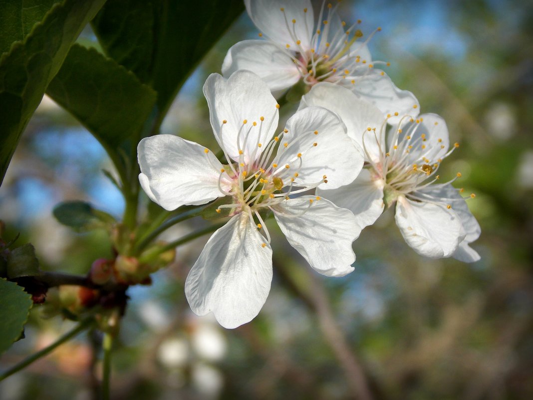 Макро - Виктория Голец