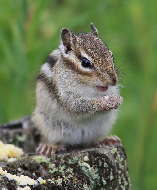 Бурундук - василий Ляпунов