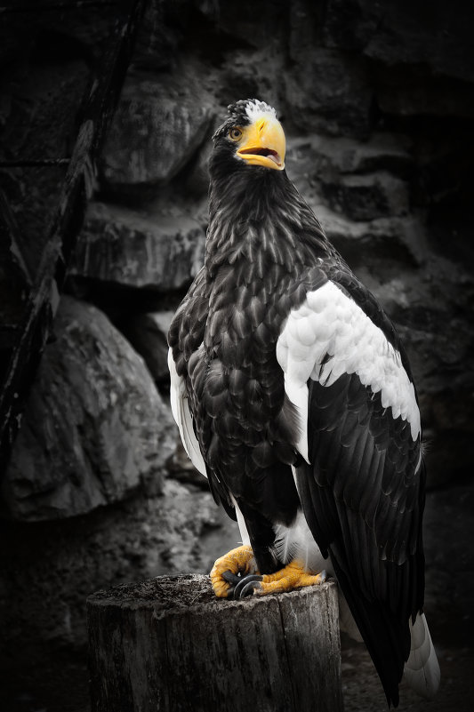 Гордость - Julia Porsche